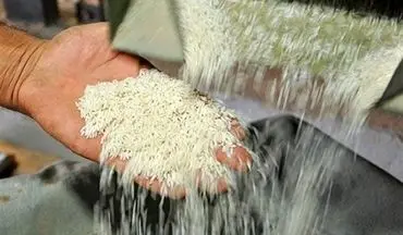 مسئولیت گرانی برنج برعهده جهاد کشاورزی است