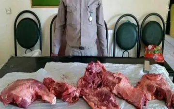 کشف و معدوم سازی 471 کیلوگرم فرآورده خام ناسالم دامی در سرپل‌ذهاب