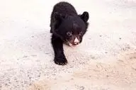 شکنجه یک توله خرس در سیستان / ویدئویی که با دیدن آن اشک در چشمانتان جاری می شود!