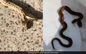 صحنه وحشتناکی که یک کشاورز در خانه‌اش با آن روبه‌رو شد