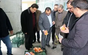 هر کیلو پرتقال 4500 تومان و سیب‌درختی 5000 تومان در بیش از 70 مرکز استان توزیع می‌شود