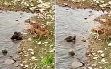 دفاع جانانه سمور‌ها از بچه‌های خود در مقابل گله سگ‌ها 