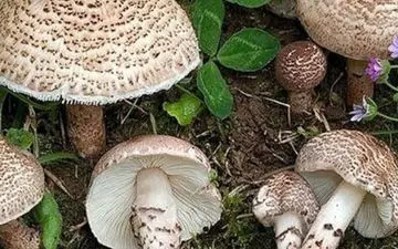 این قارچ ها را مصرف نکنید
