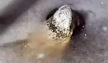 یخ زدن تمساح‌ها در پی سرمای شدید هوا + فیلم