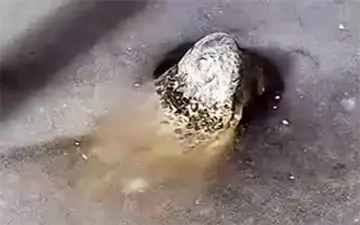 یخ زدن تمساح‌ها در پی سرمای شدید هوا + فیلم