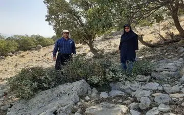  حذف بیماری لورانتوس از جنگلهای گیلانغرب