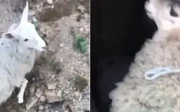 عاقبت گوسفندی دزدی در روز روشن! 