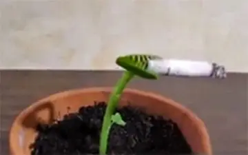 گیاه جالبی که سیگار می‌کشد! + فیلم