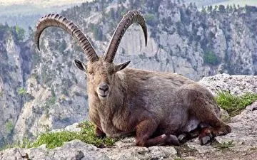 دوستی یک بز کوهی با محیط بان