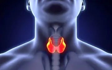  غده تیروئید،اهمیت وجود آن در بدن و بیماری‌های آن