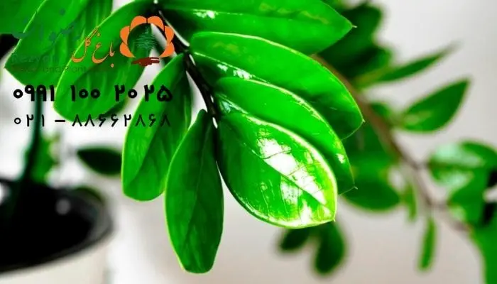 علت زرد شدن برگ زاموفیلیا