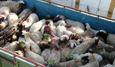 باند ۸ نفره سرقت احشام در خراسان جنوبی دستگیر شدند