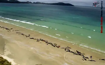 خودکشی دسته‌جمعی ۱۴۵ نهنگ در نیوزیلند+فیلم 