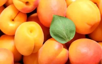 
فواید شگفت انگیز زردآلو برای بدن