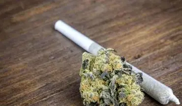 «گل» در ایران از تمام مواد مخدر دیگر مخرب‌تر است