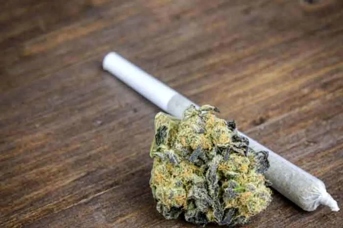 «گل» در ایران از تمام مواد مخدر دیگر مخرب‌تر است