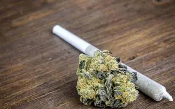 «گل» در ایران از تمام مواد مخدر دیگر مخرب‌تر است