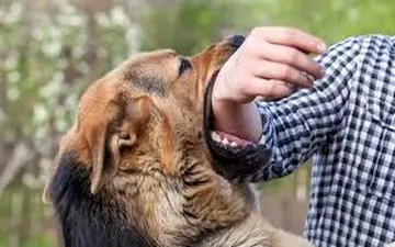 جلوگیری از بیماری هاری در هنگام چنگ زدن یا گاز گرفتن سگ و گربه​