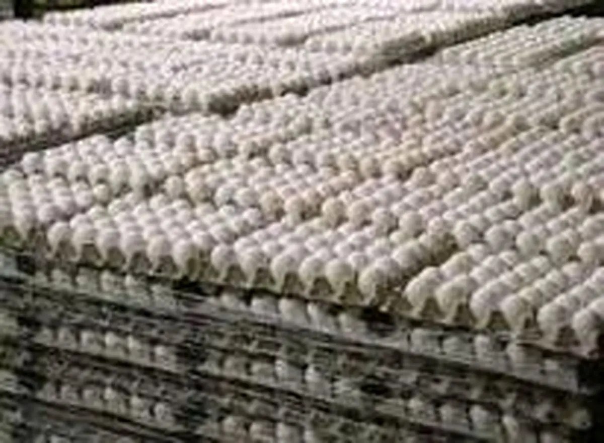 وزارت جهاد کشاورزی ادعای همکاری با مافیای واردات تخم‌مرغ را رد کرد