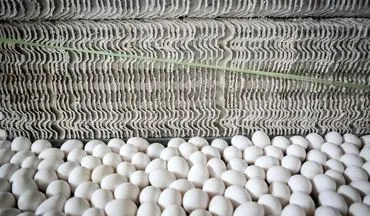 
واردات تخم مرغ از ۴ هزار تن عبور کرد | تخم مرغ را چند بخریم؟

