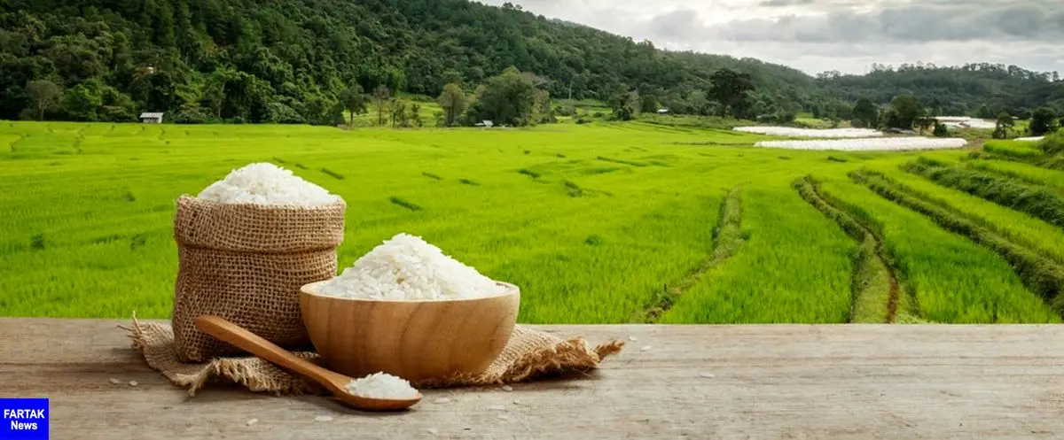  مراقب مسمومیت برنج باشید