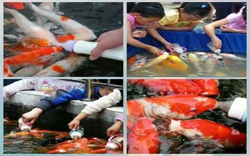 عکس/ماهیان شیرخوار زیبا !