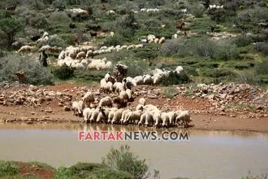 محسن عباسی‌فرد- ایرج الیاسی دالاهو