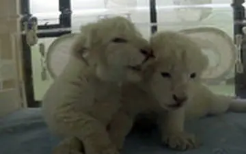 شیرهای نادر دوقلو در چین به دنیا آمدند