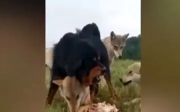 ویدیو/ محافظت سگ از گرگ پیر