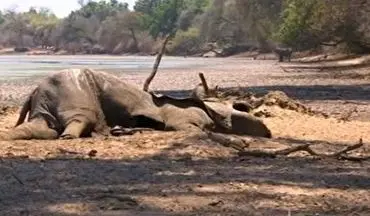 صحنه های تاثر برانگیز ازمرگ فیل‌ها به دلیل خشکسالی+فیلم
