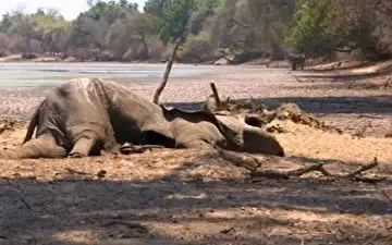 صحنه های تاثر برانگیز ازمرگ فیل‌ها به دلیل خشکسالی+فیلم