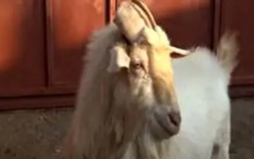 بز نری که شیر می‌دهد!