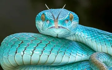 دانستنی های عجیب و جالب درباره مارها 