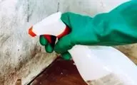 آیا کپک سیاه واقعاً کشنده است؟ بررسی علمی یک ترس رایج