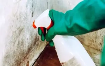 آیا کپک سیاه واقعاً کشنده است؟ بررسی علمی یک ترس رایج