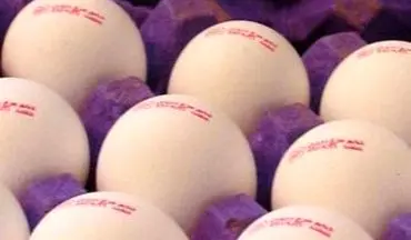 آخرین نواسانات قیمت تخم مرغ در بازار