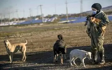 
هیچ گونه سگ کشی توسط شهرداری انجام نمی‌شود