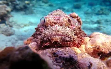 هم عقرب، هم ماهی!+عکس