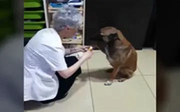 سگ ولگرد برای درمان زخم‌هایش به داروخانه پناه برد!