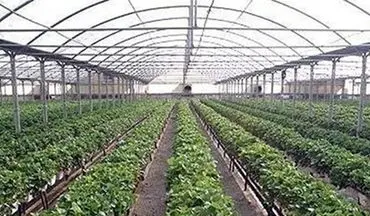 فرماندار کنگان: کارآفرینی در حوزه کشاورزی تقویت شود