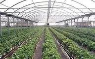 فرماندار کنگان: کارآفرینی در حوزه کشاورزی تقویت شود