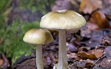 این گیاه طبیعی را جایگزینی برای انسولین بدانید

