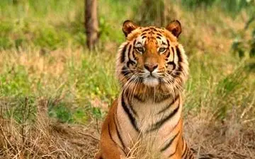  13 نفر را کشته بود ! + عکس