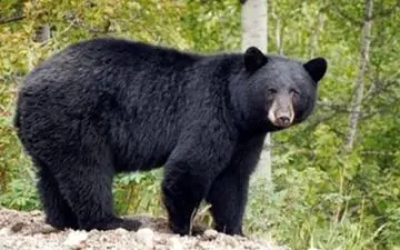  فیلم صحنه ورود خرس قهوه ای به مدرسه در هرمزگان
