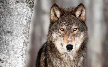 گرگ‌های گرسنه ۳۴ راس گوسفند را در بیله‌سوار دریدند
