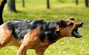 سگ‌‌های ولگرد به کودک 3 ساله رحم نکردند/ او مشغول بازی بود که لت و پار شد
