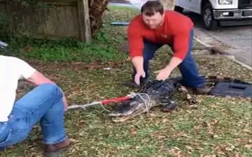 تمساحی که زندگی خود را مدیون دختربچه ۱۲ ساله است +فیلم 