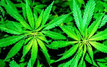 پاپوش نامردانه یک مرد برای زن سابقش

