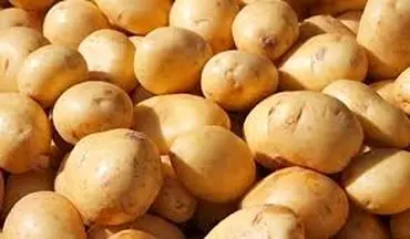 سود ۱۰ هزار تومانی خارجی ها از خرید هر کیلو سیب‌زمینی ایرانی