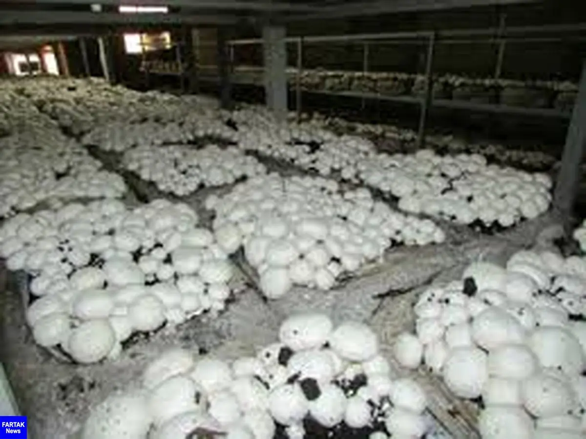 افت شدید قیمت قارچ‌ پرورشی در کرمانشاه